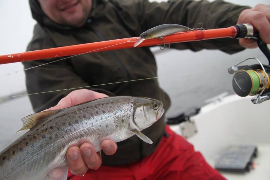 DUO Spearhead Ryuki - 60S Awabi