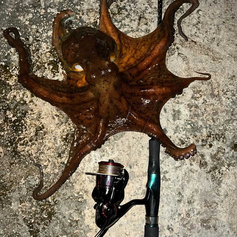 DAIWA Emeraldas Ikametaldropper Type SQ S #2.5 7g Sinking