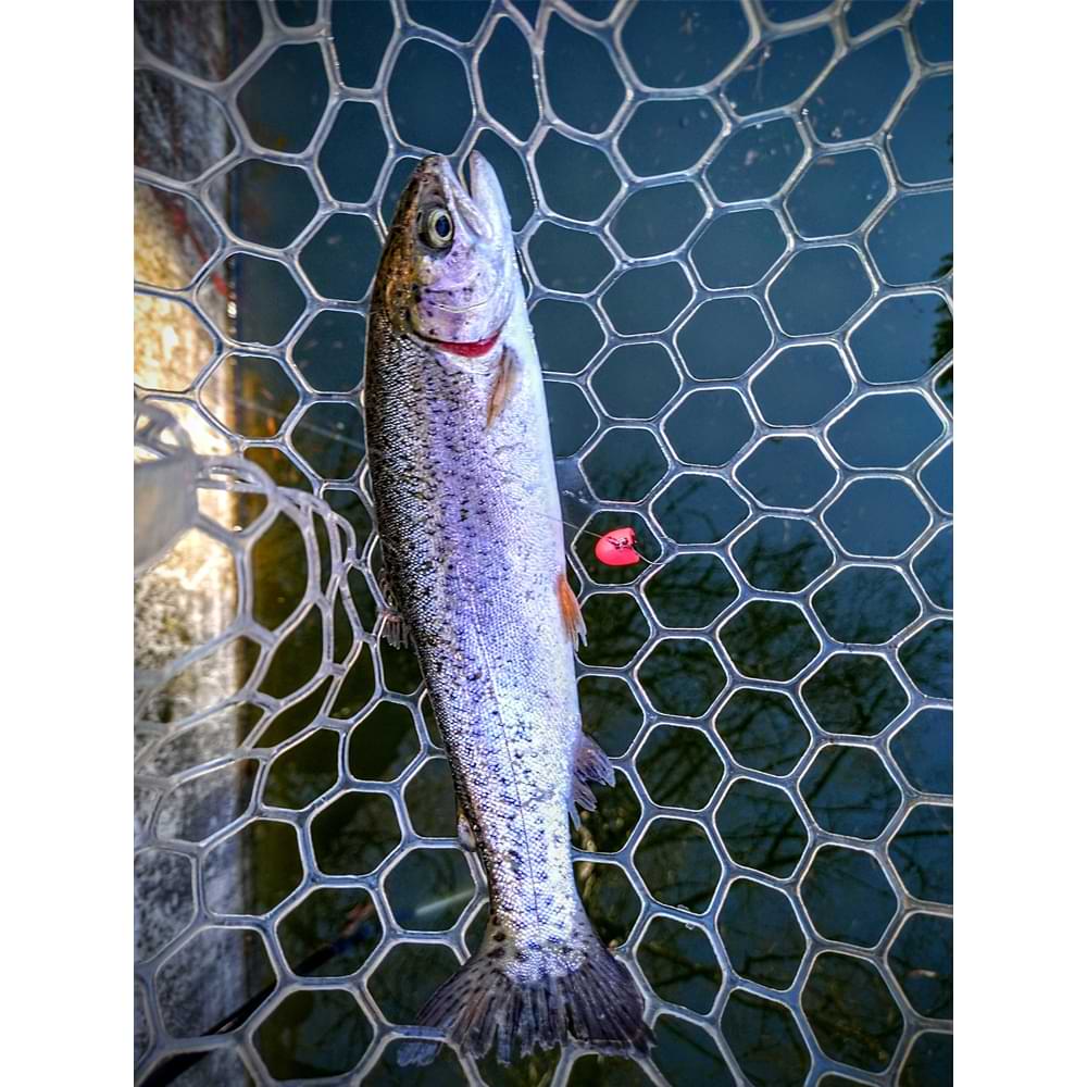 DAIWA Masumorokoshi 10mm 1.1g