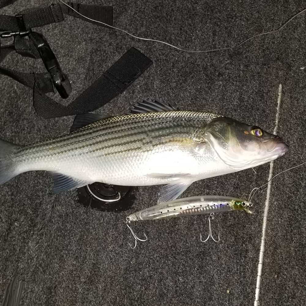DAIWA Salt Pro Minnow 17S 17cm 53g