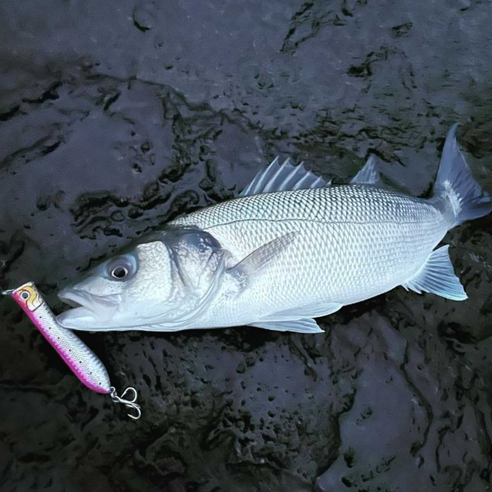 DAIWA Salty Pop 95F 95mm 16.5g Floating