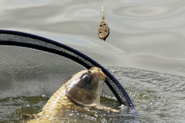 DRENNAN Flat Feeder and Mould Small