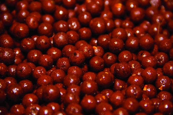 DYNAMITE BAITS The Source Boilies