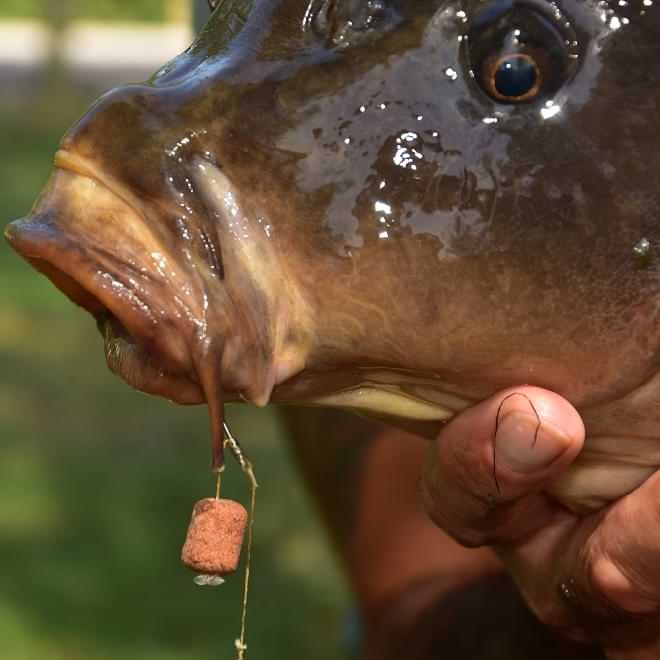 DYNAMITE BAITS Monster Tiger Nuts Red Amo Wafters 14mm