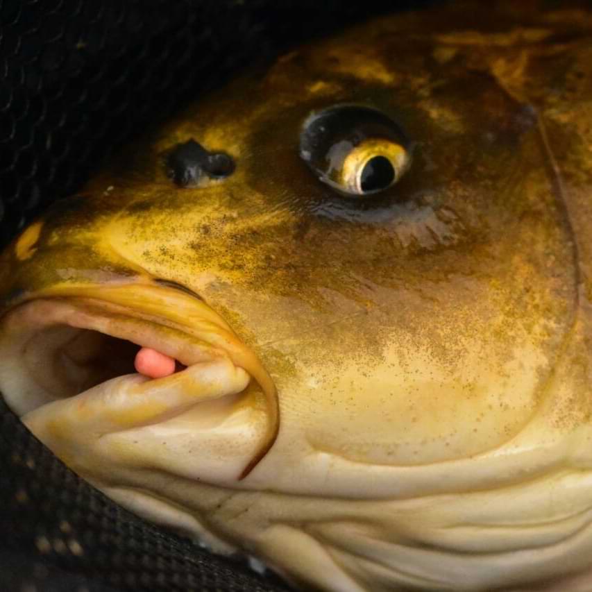 DYNAMITE BAITS Mini Hookbaits Speedy's Wowser 3mm