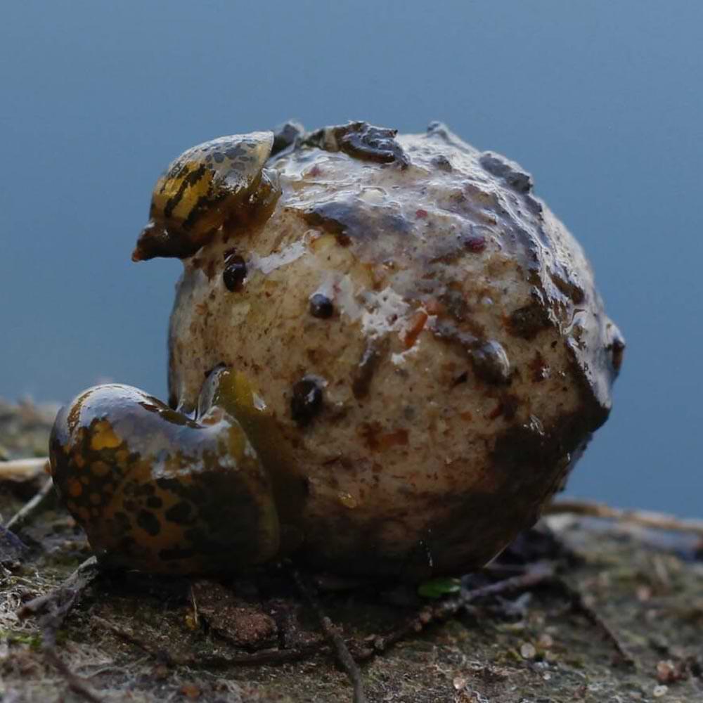 DYNAMITE BAITS Peppered Squid Boilies 15mm 1.8kg