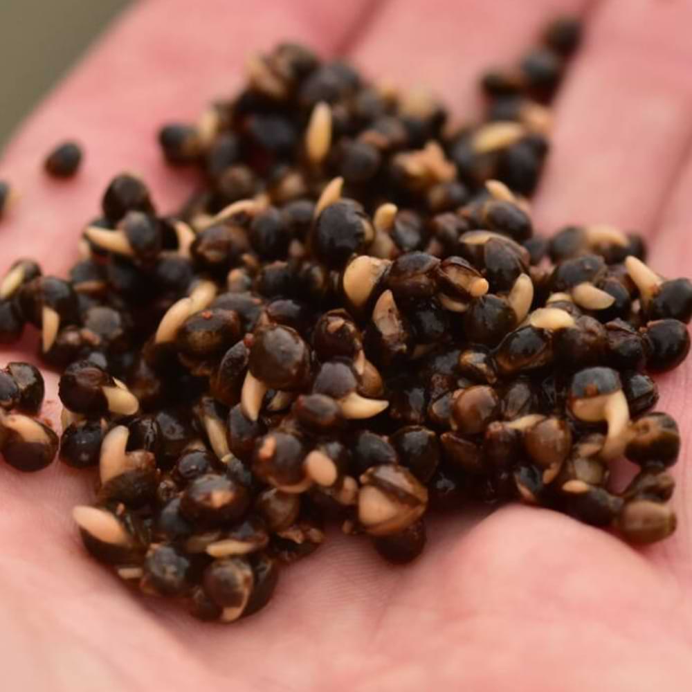 DYNAMITE BAITS The Source Frenzied Hempseed 700g