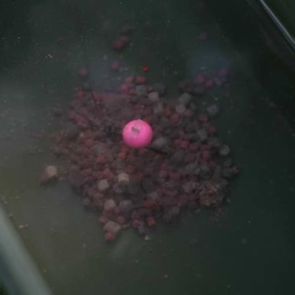 DYNAMITE BAITS N-Ticers Mulberry Florentine Pop-Up 15mm