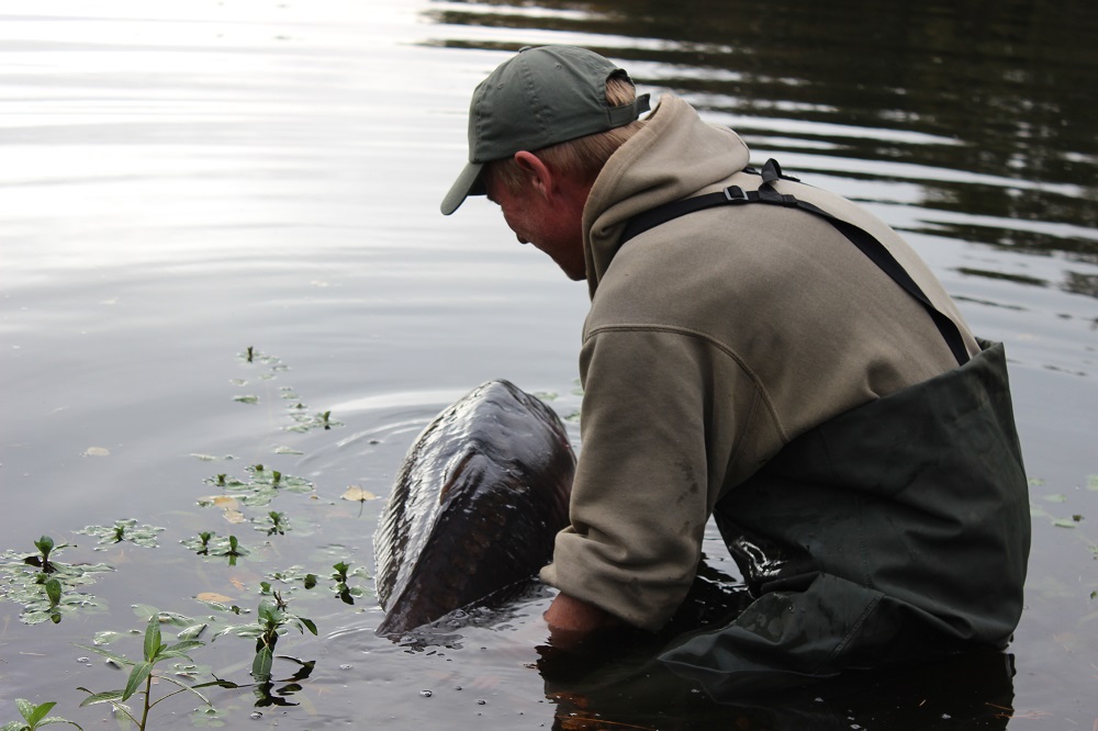 DYNAMITE BAITS Red-Amo Pink Fluro Pop-Up