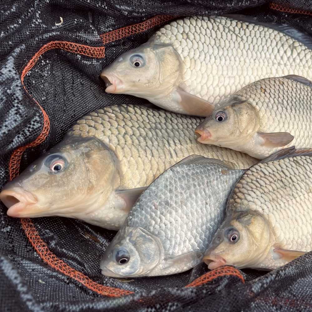 DYNAMITE BAITS Frenzied Hemp Dark Worm Groundbait 1kg