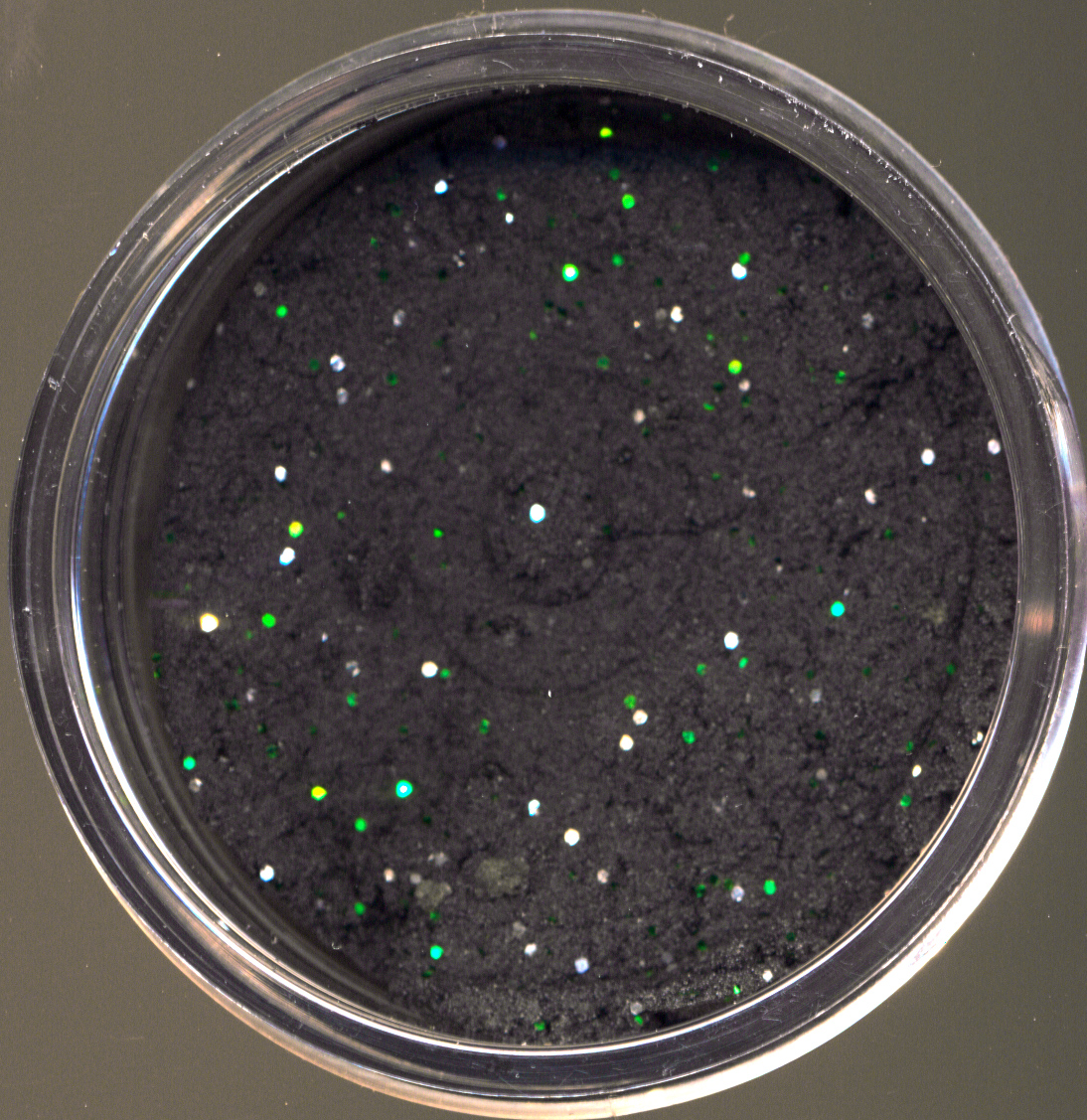 FTM Trout Finder Bait - Garlic Floating