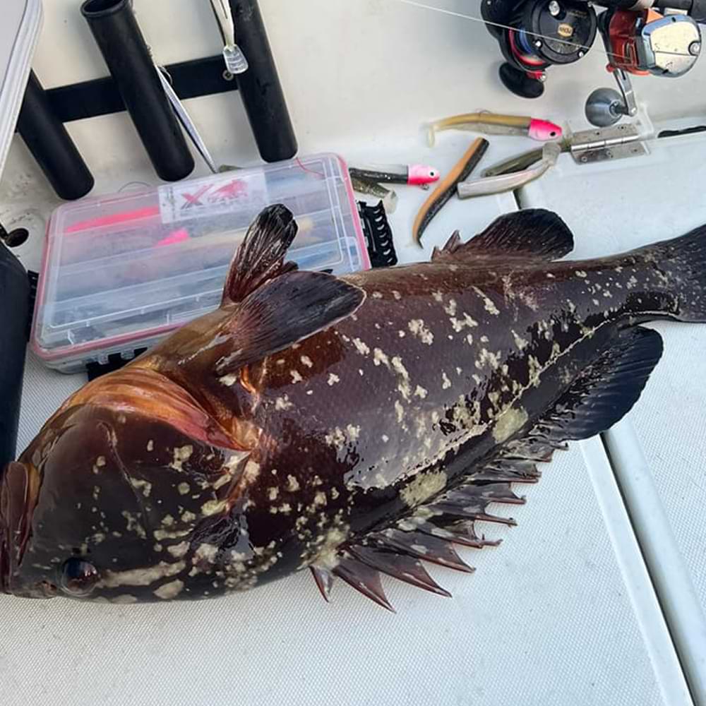 FIIISH Black Minnow No5