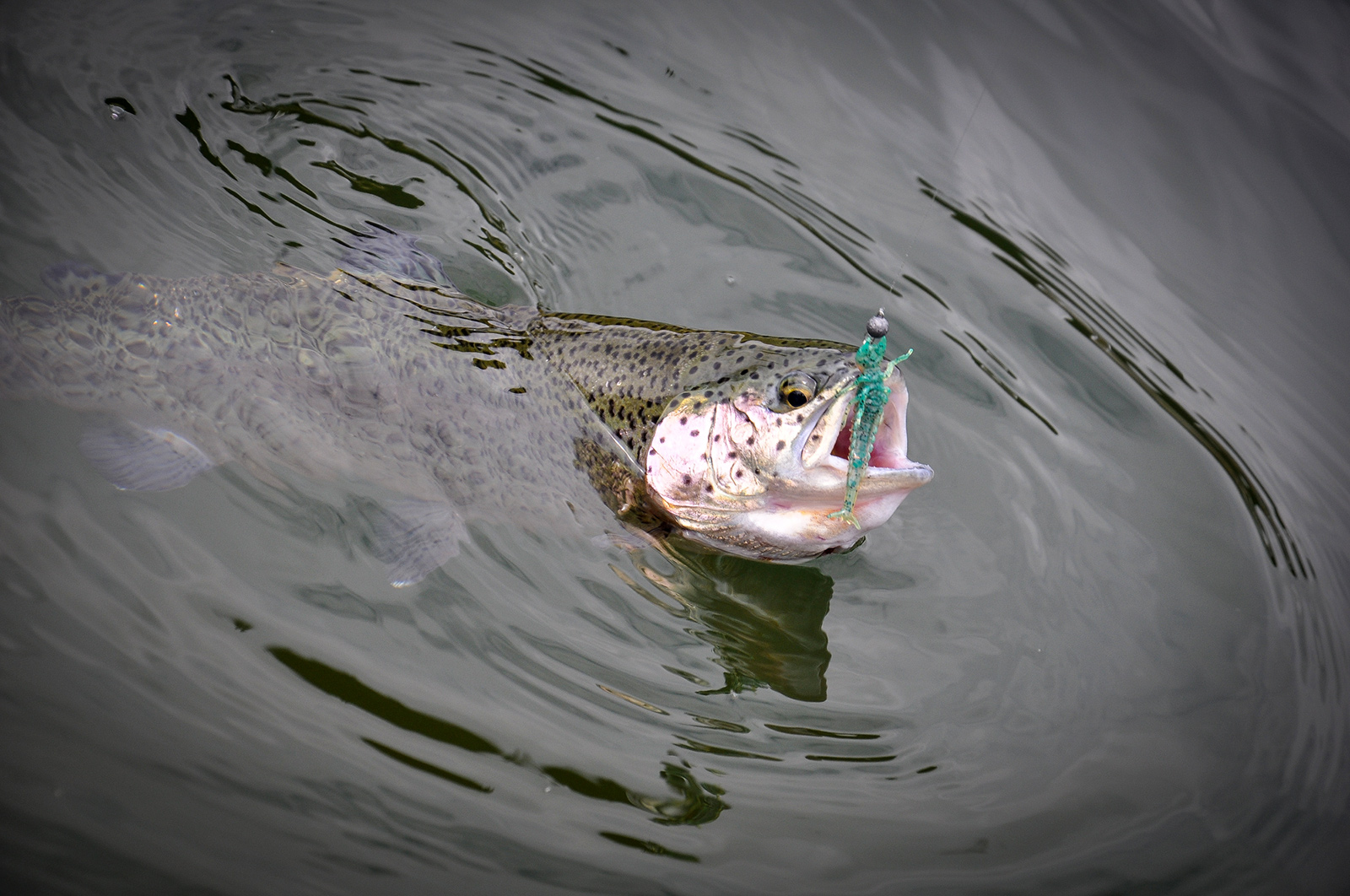 FISHUP Diving Bug 2 inch