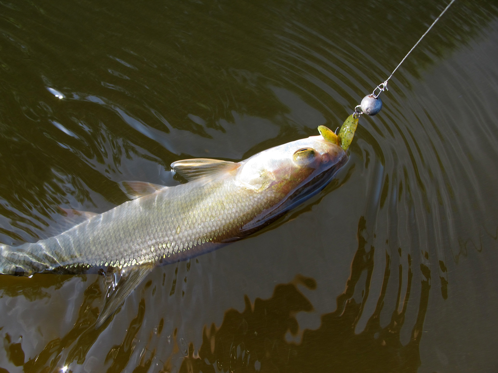 FISHUP Wizzy 1.5 inch