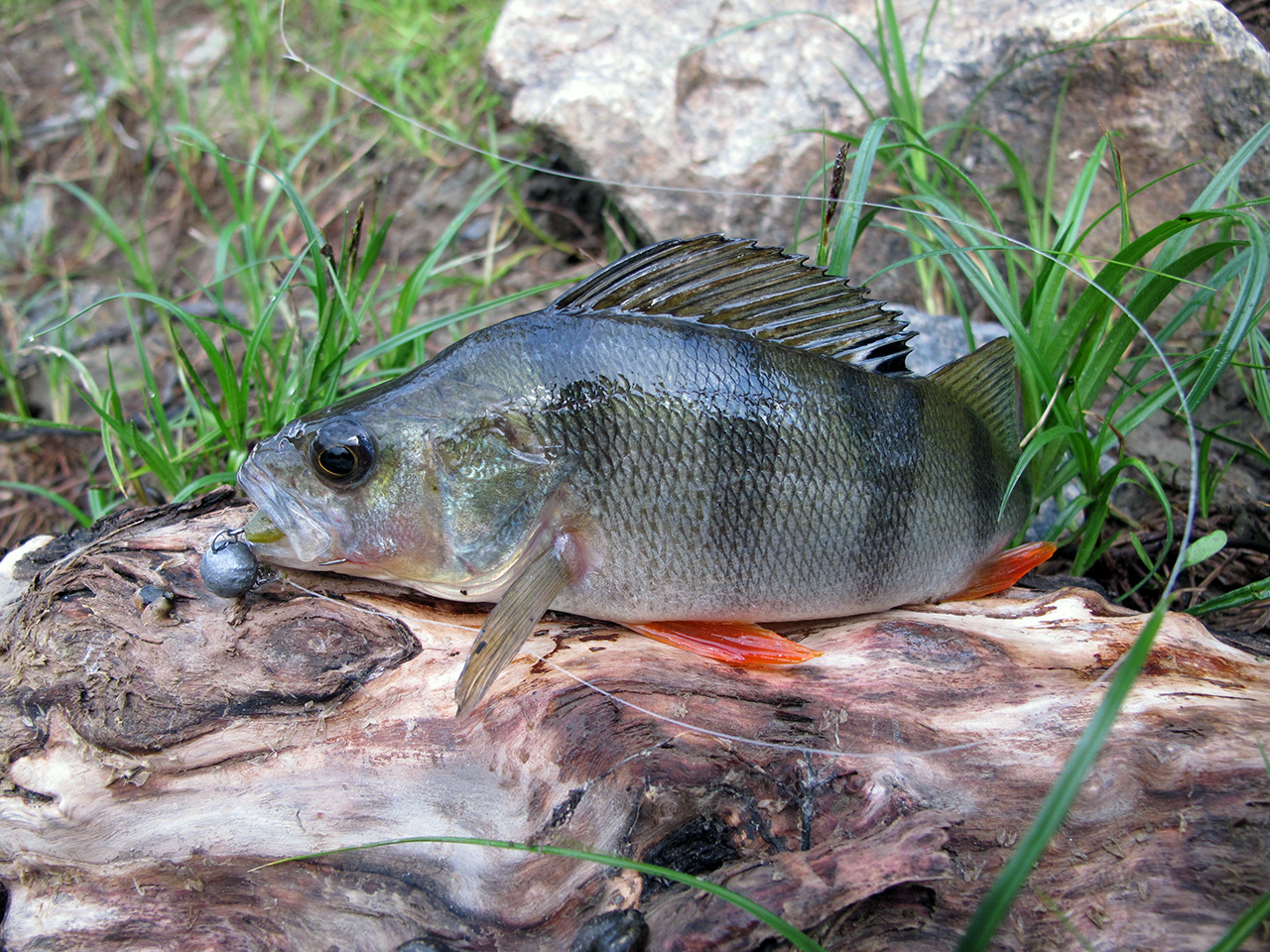 FISHUP Wizzy 1.5 inch