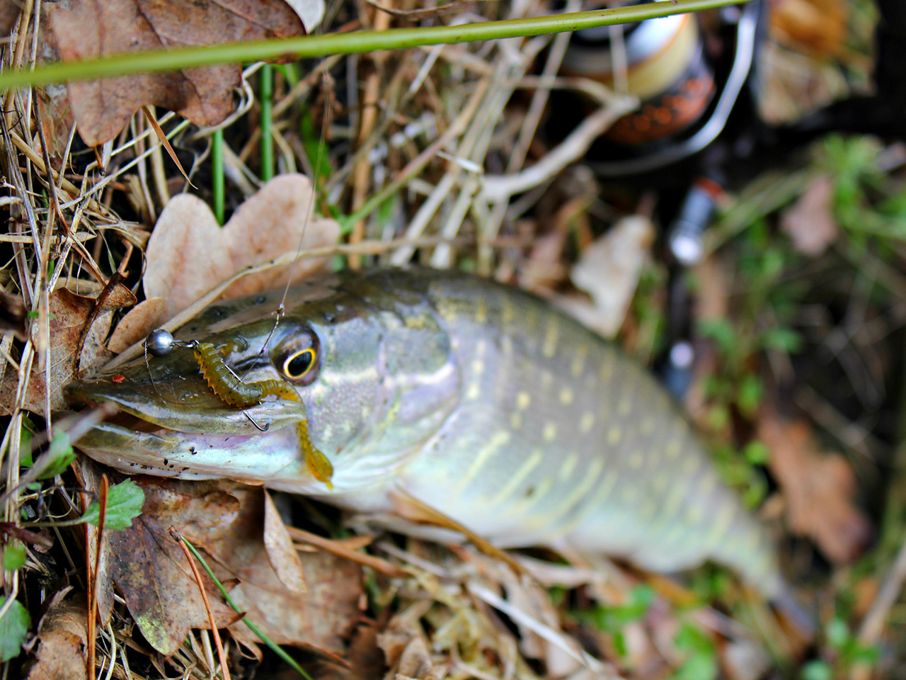 FISHUP ARW Worm 2 inch