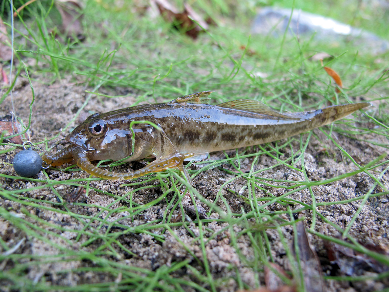 FISHUP ARW Worm 2 inch