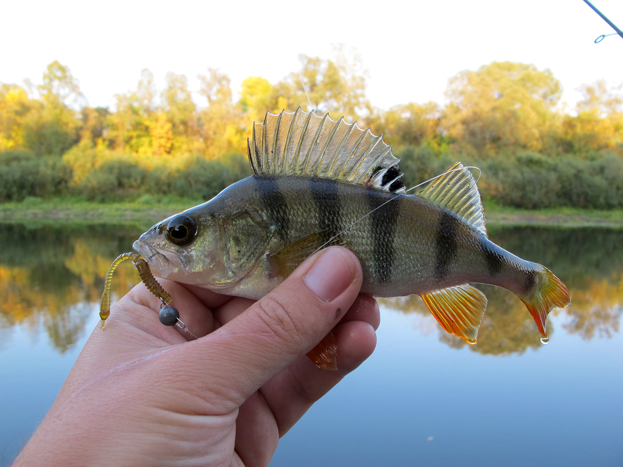 FISHUP ARW Worm 2 inch