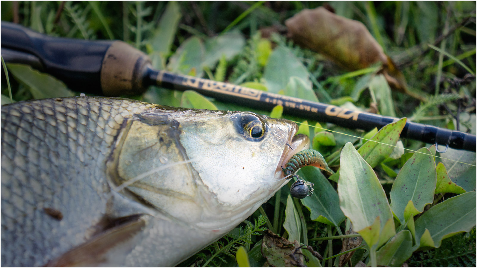 FISHUP Tanta 3.5 inch