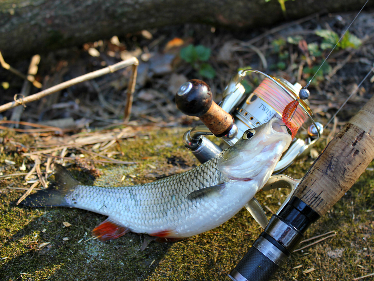 FISHUP Fancy Grub 1 inch