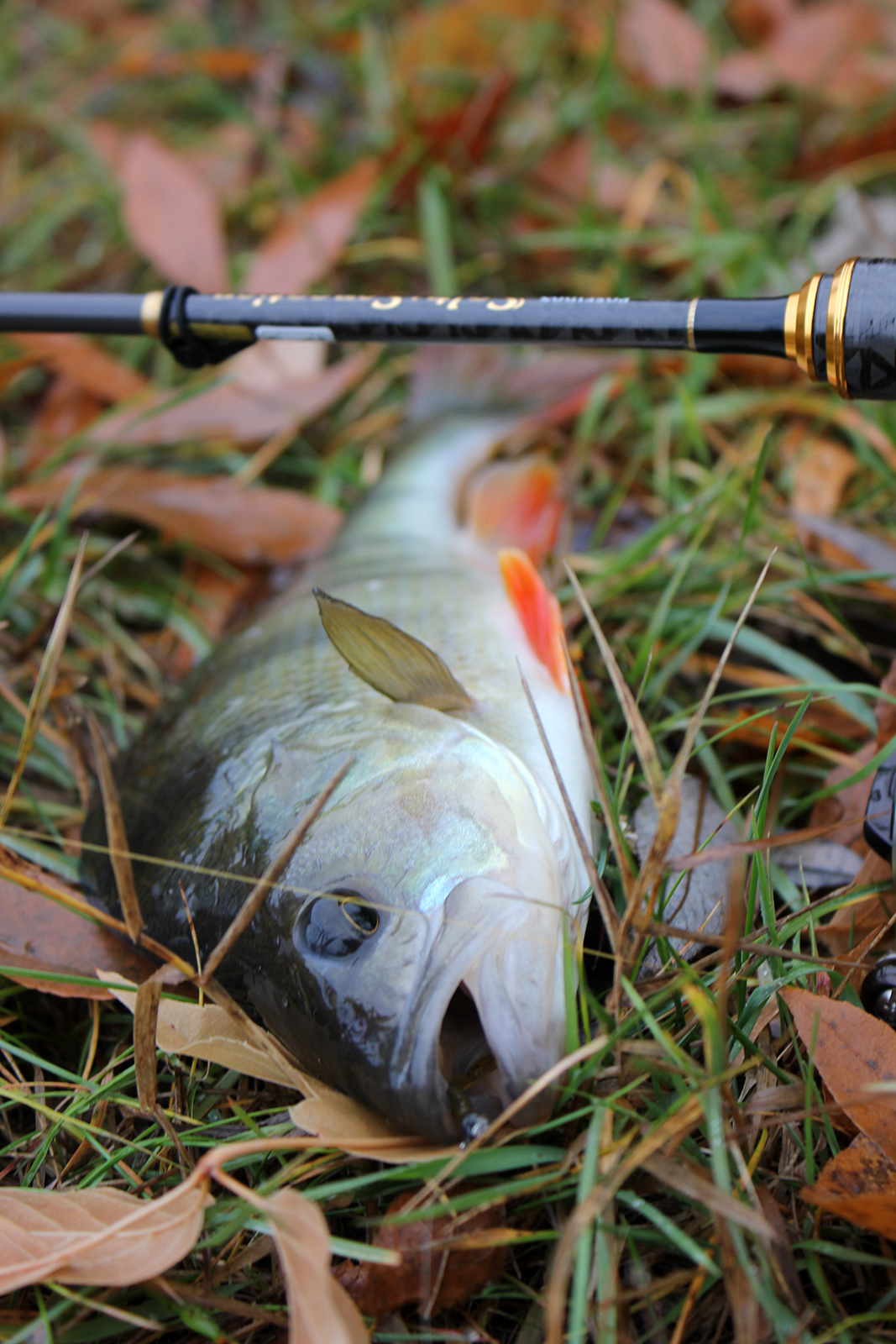 FISHUP Fancy Grub 1 inch