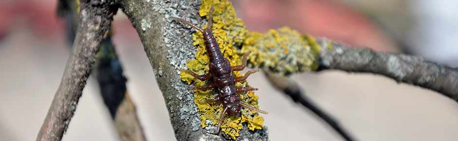 FISHUP Stonefly 0.75 inch