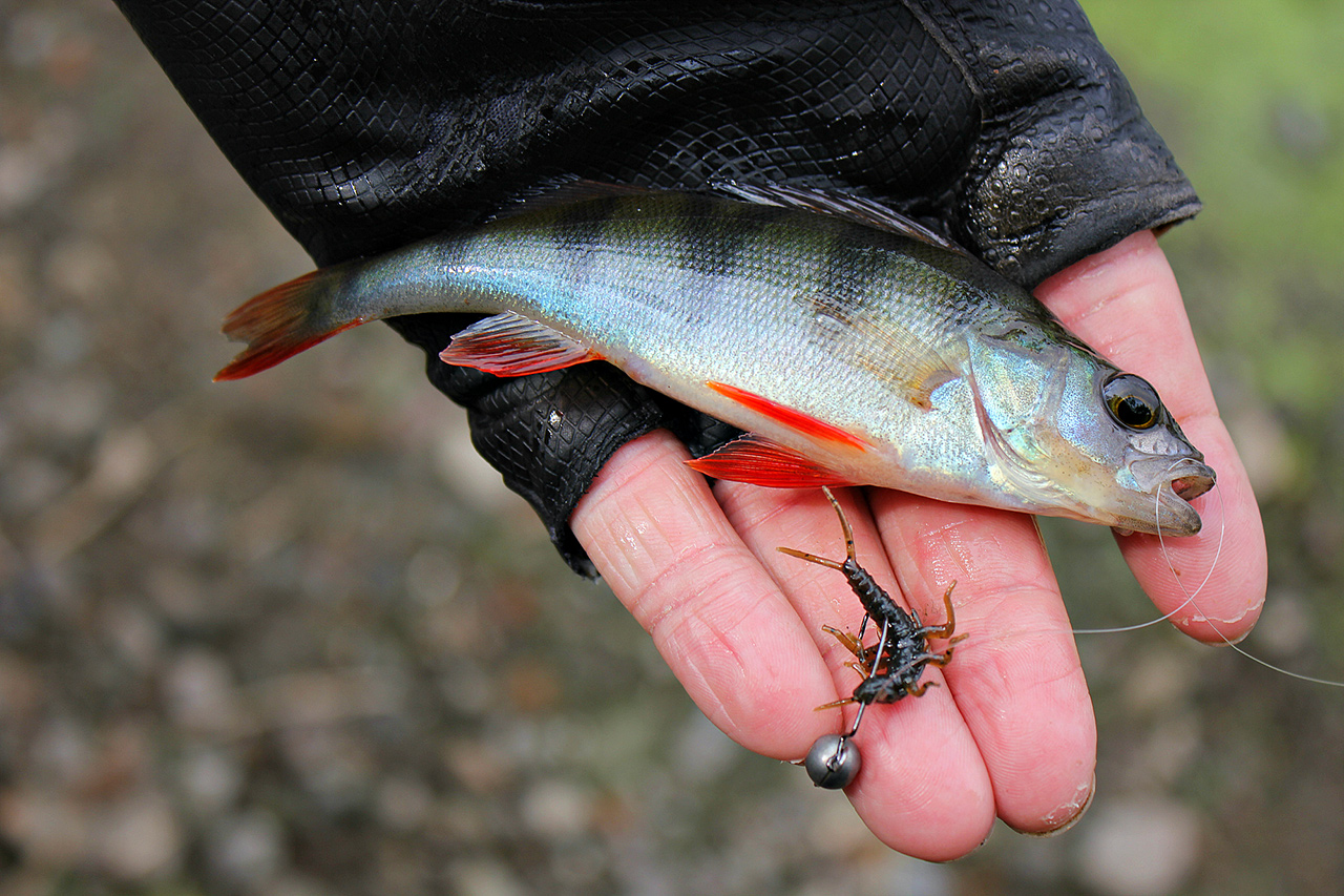 FISHUP Stonefly 0.75 inch