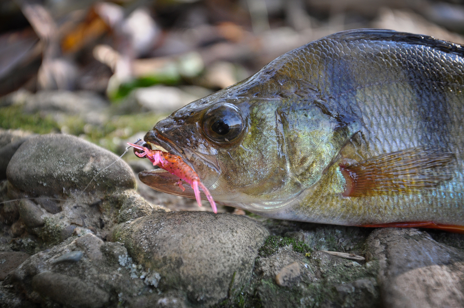 FISHUP Stonefly 0.75 inch