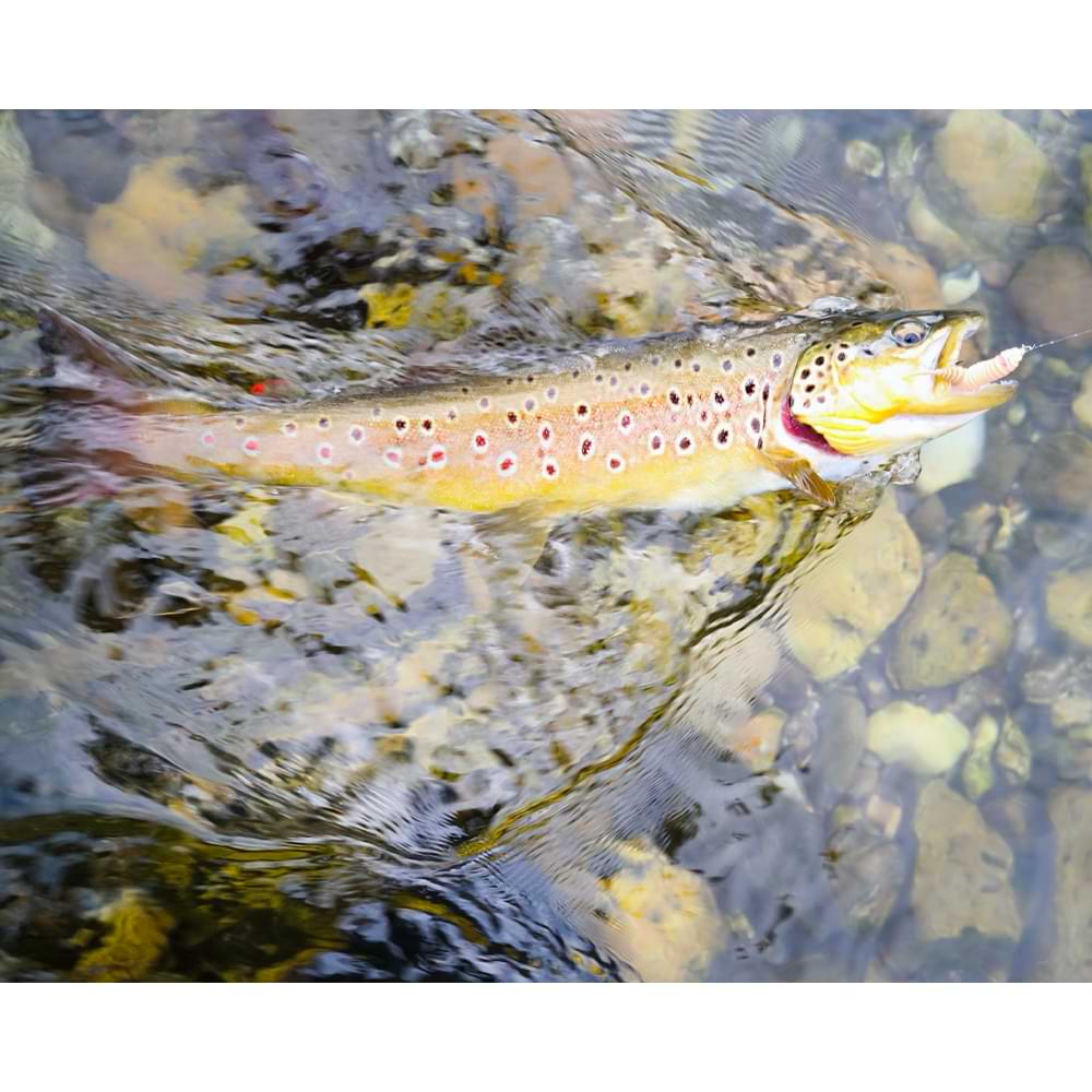 FISHUP Tanta 1.5 inch Cheese Taste