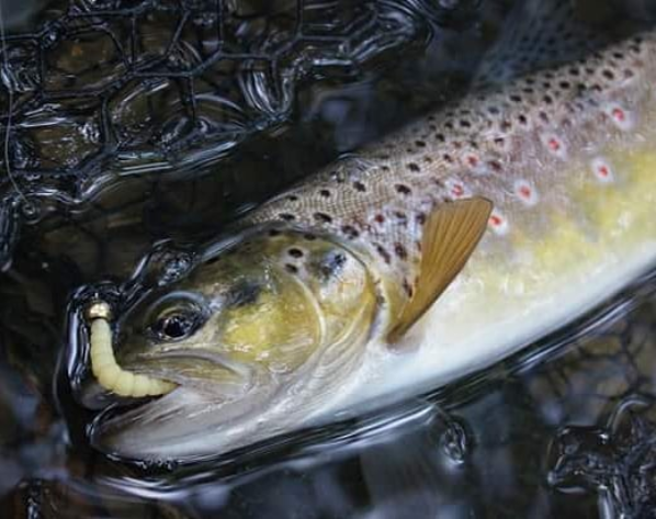 FISHUP Morio 1.2 inch