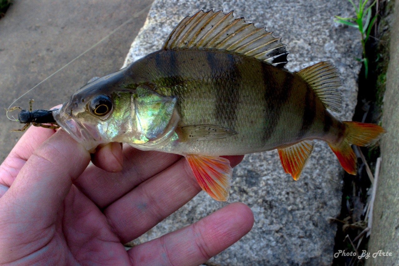 FISHUP Dragonfly 0.75 inch