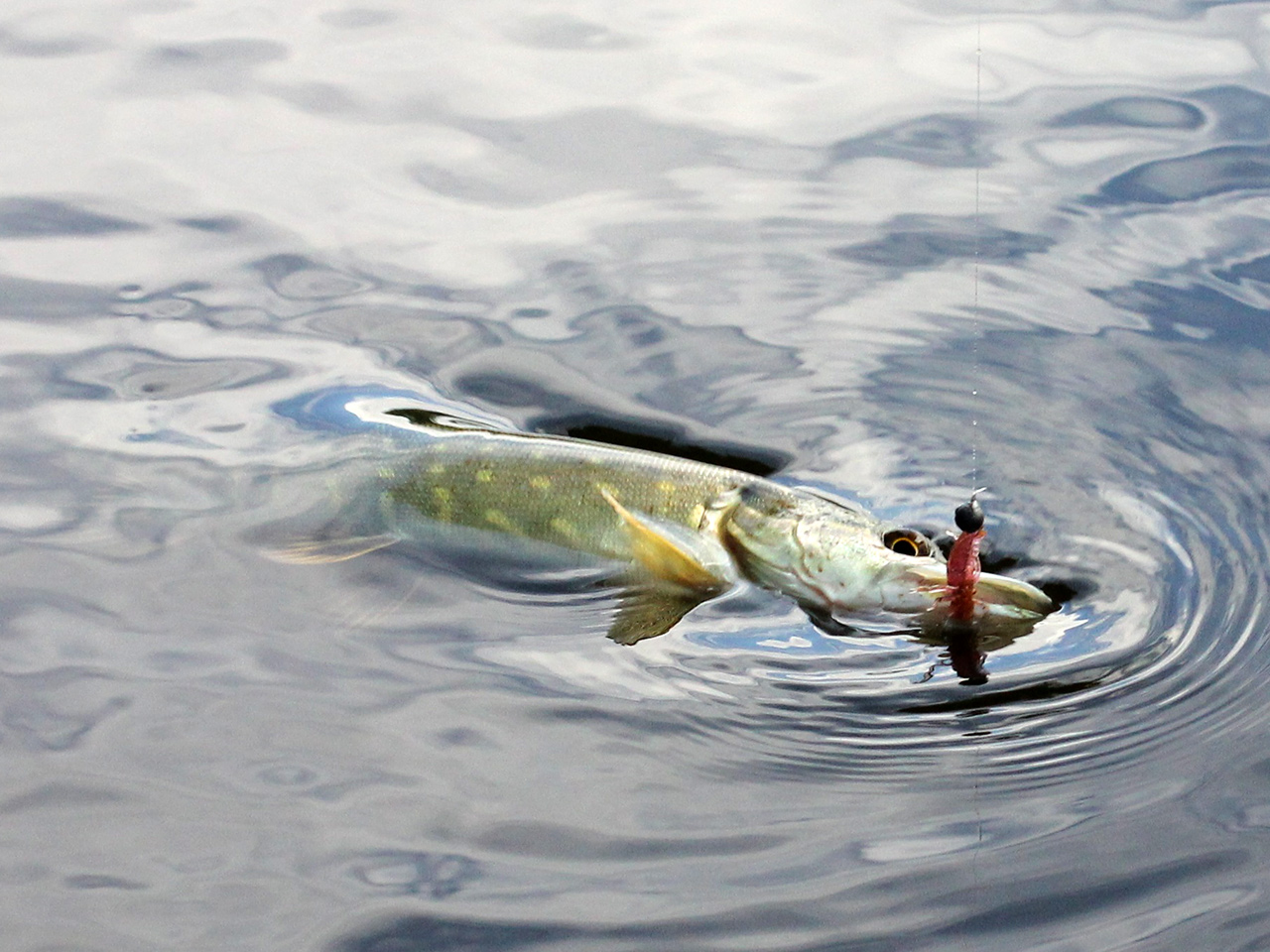 FISHUP Dragonfly 0.75 inch
