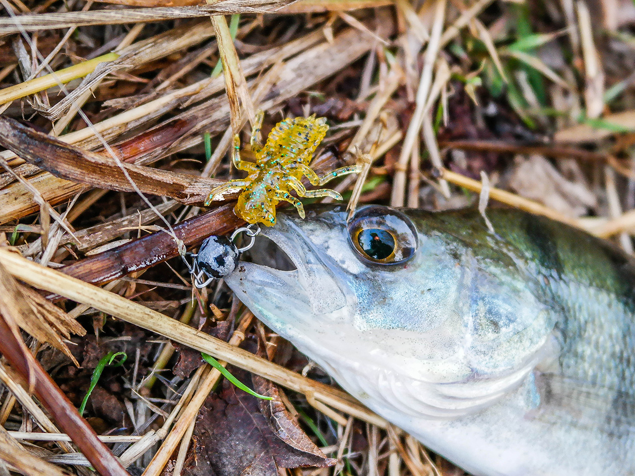 FISHUP Dragonfly 0.75 inch