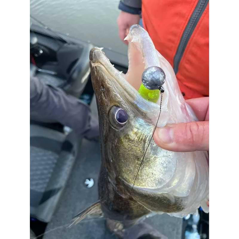 FISHUP Wizzle Shad 5 inch