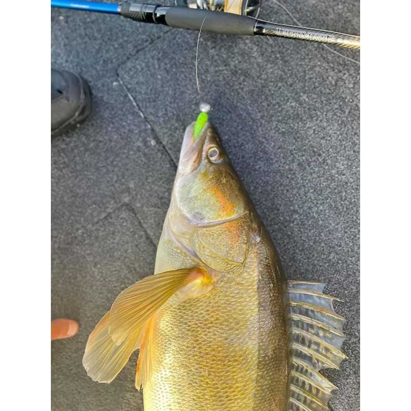 FISHUP Wizzle Shad 5 inch