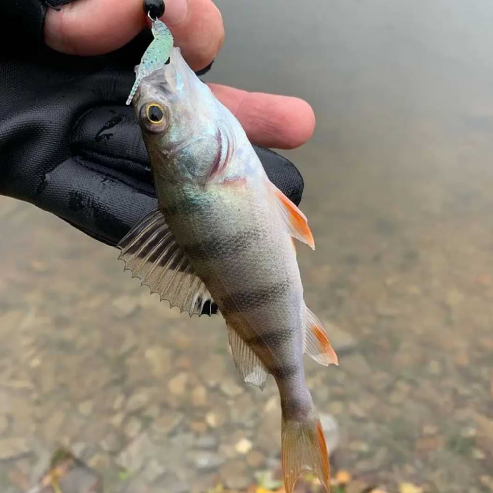 FISHUP Aji Tanta 1.3 inch