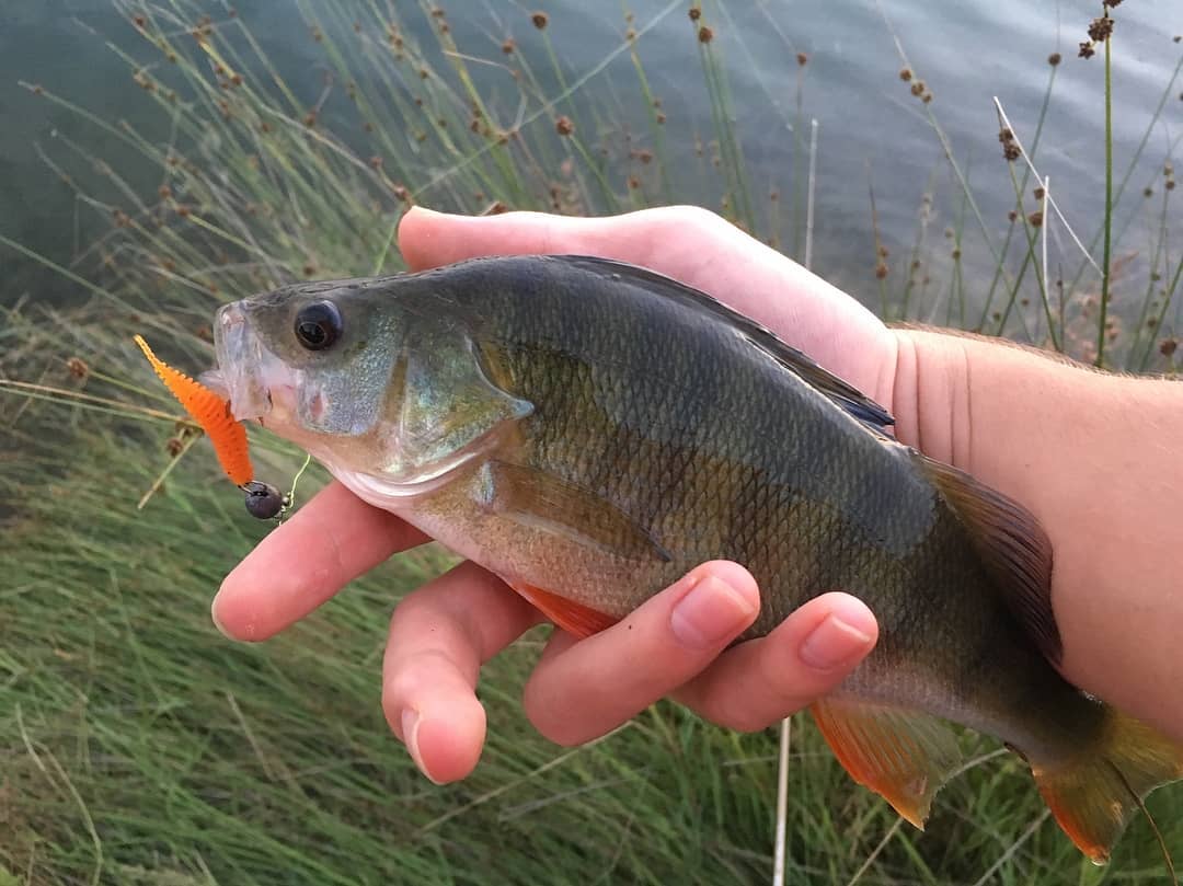 FISHUP Tanta 1.5 inch