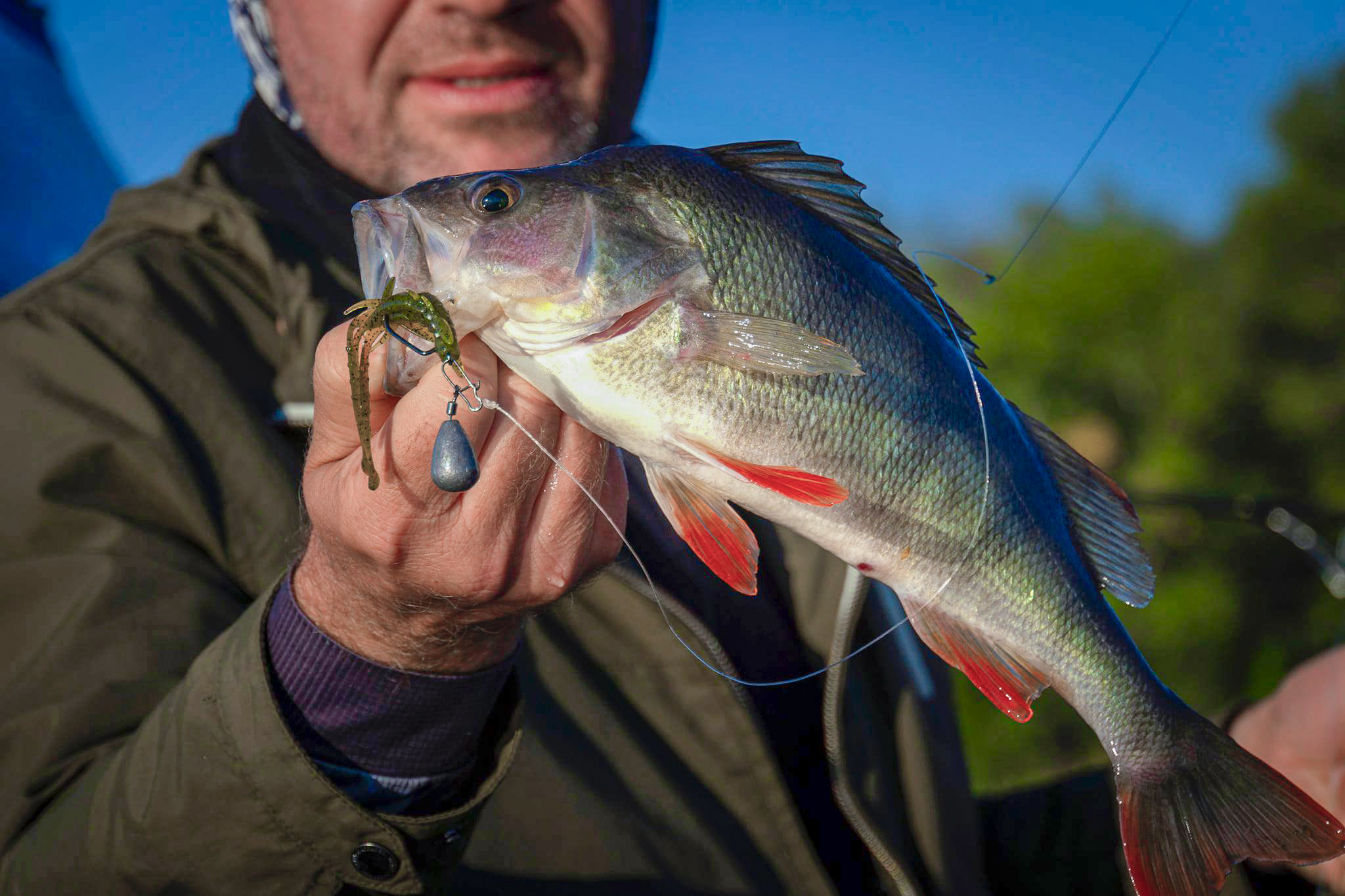FISHUP Shrimp 3 inch