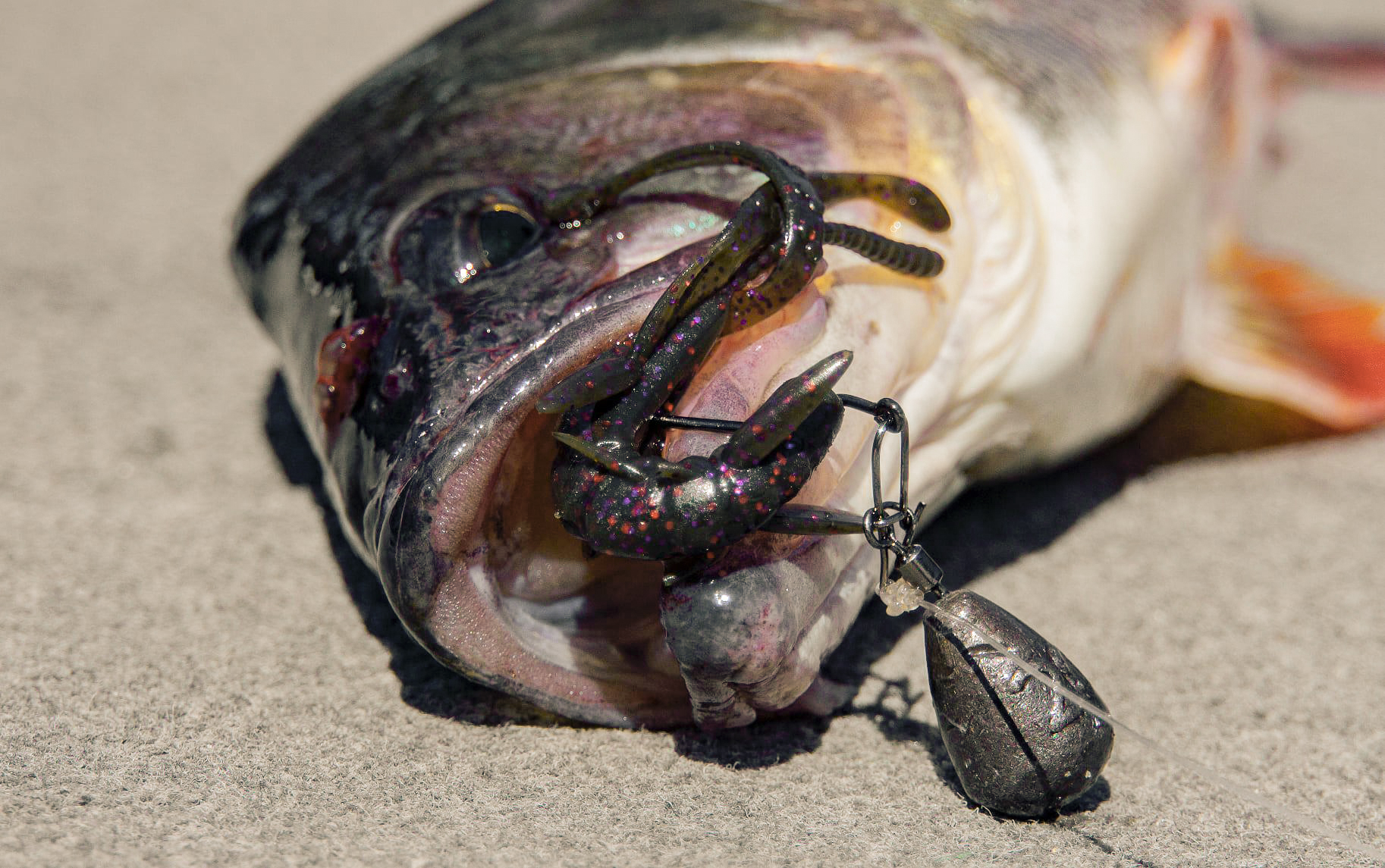 FISHUP Shrimp 3 inch