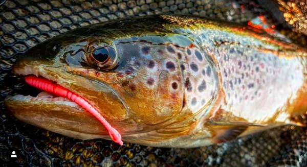 FISHUP ARW Worm 2 inch