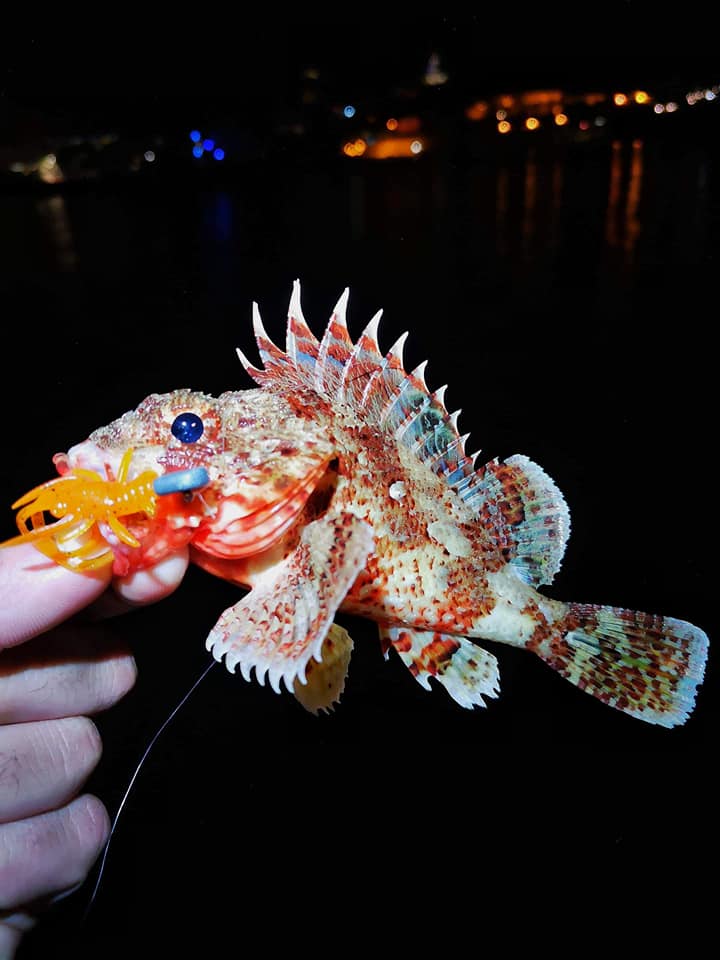 FISHUP Baffi Fly 1.5 inch