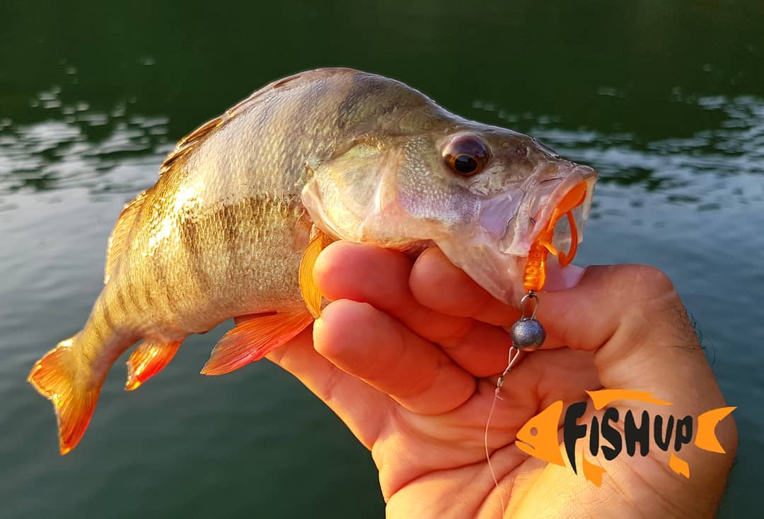 FISHUP Baffi Fly 1.5 inch