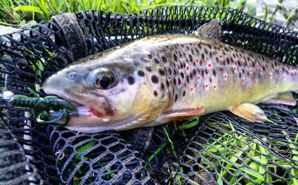 FISHUP Baffi Fly 1.5 inch