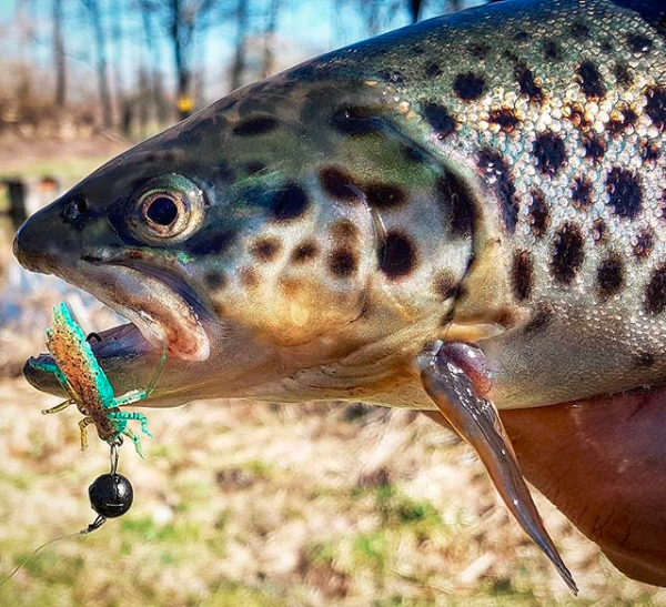 FISHUP Dragonfly 1.2 inch