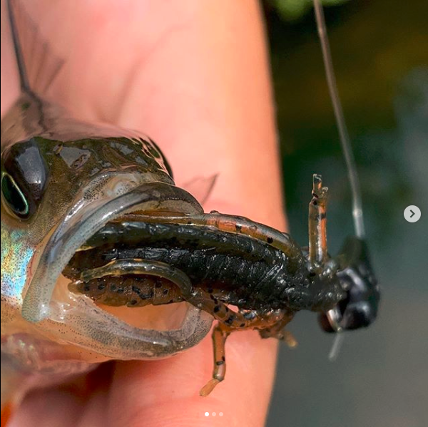 FISHUP Dragonfly 1.7 inch