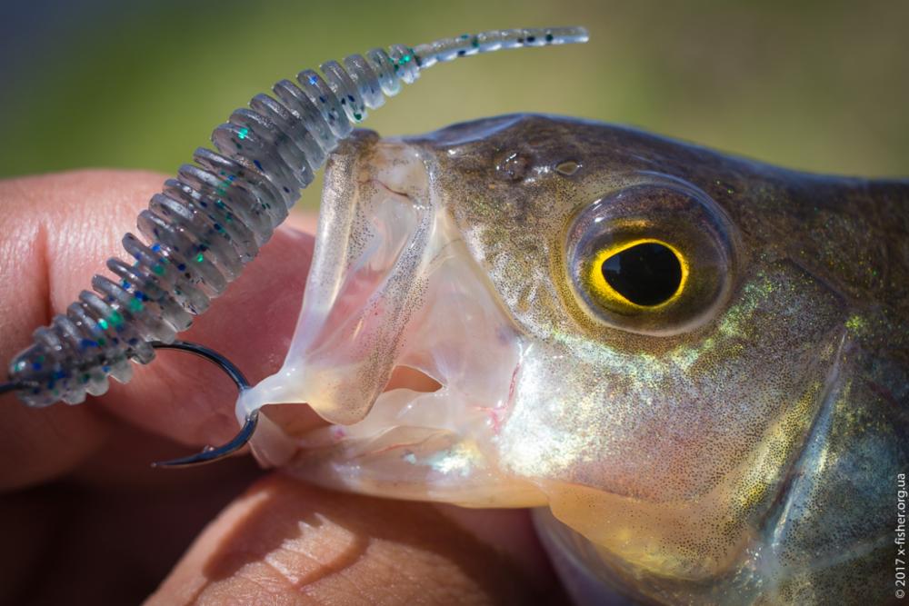 FISHUP Tanta 1.5 inch