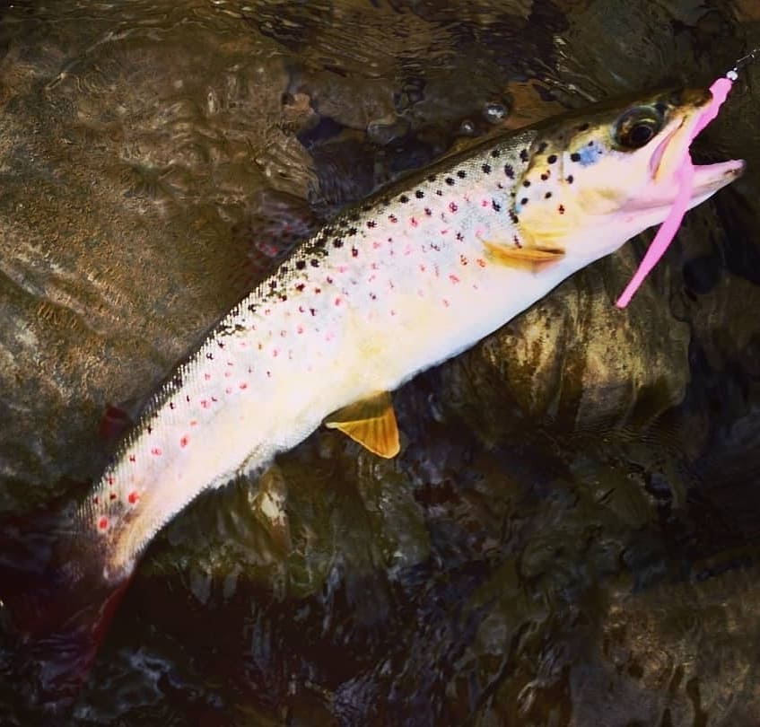 FISHUP Scaly 2.8 inch