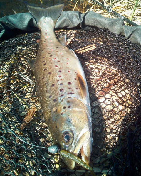 FISHUP Scaly 2.8 inch