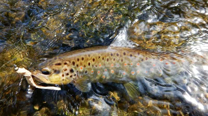 FISHUP Scaly FAT 3.2 inch Cheese Taste