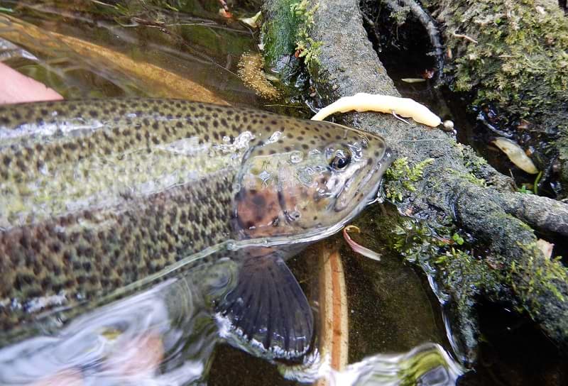 FISHUP Scaly FAT 3.2 inch Cheese Taste